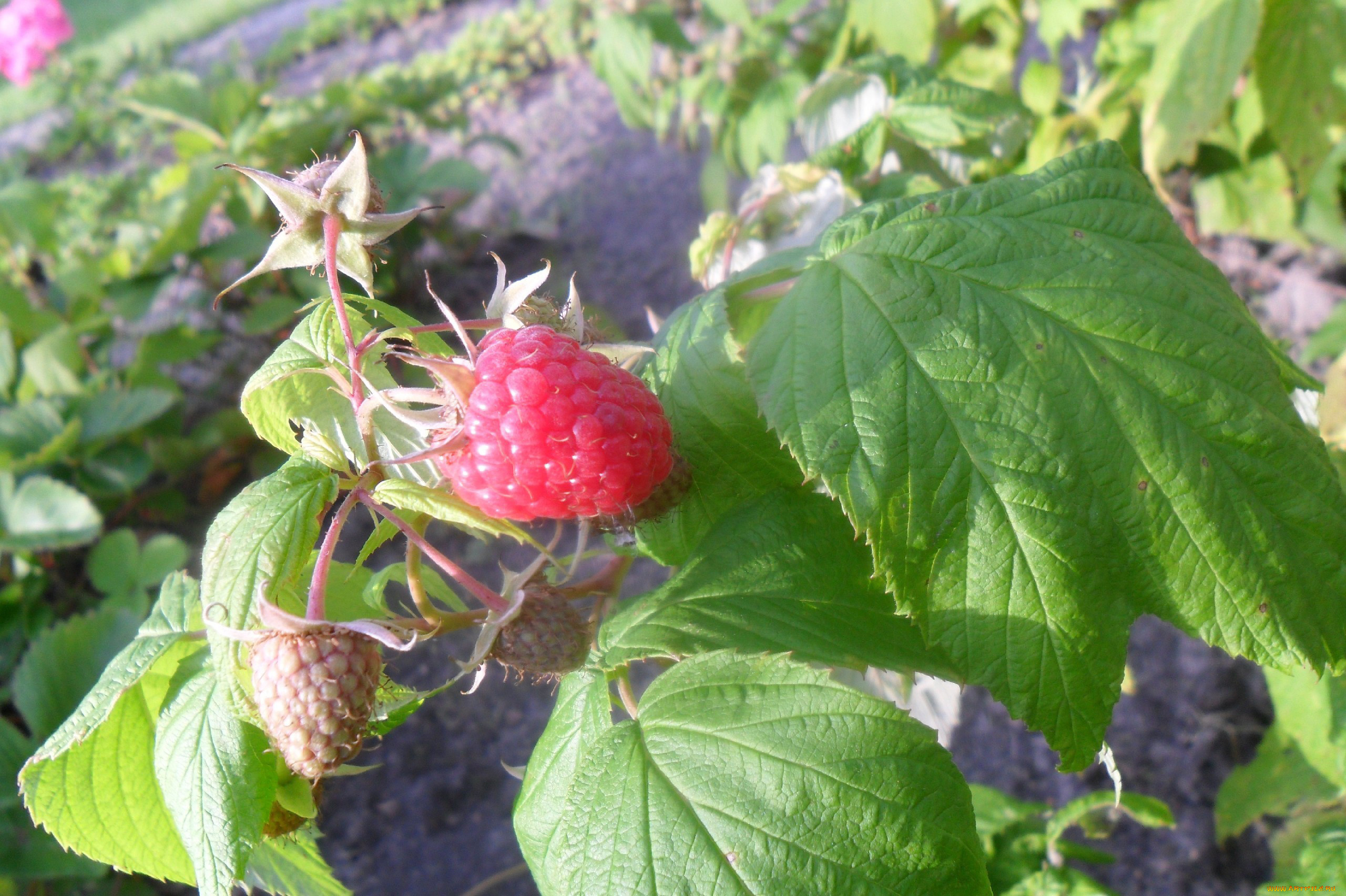 Малинника ягода фото и описание